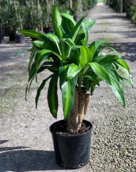 10" Dracaena Corn Mass Stump 